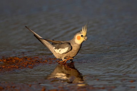 Cockatiel (Nymphicus hollandicus) at a waterhole, Queensland, Australia, Oceania