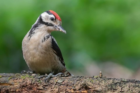 Great Spotted Woodpecker (Dendrocopos major) juvenile, Lower Saxony, Germany, Europe