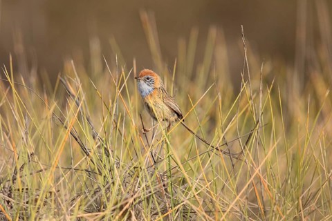 Mallee Emu-wren (Stipiturus mallee), Victoria, Australia, Oceania