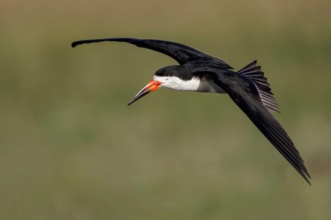 Black Skimmer (Rynchops niger) flying in the Pantanal region of Brazil