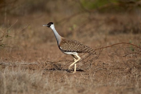 Heuglin's Bustard (Neotis heuglinii), Megalo Plains, Ethiopia, Africa