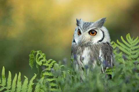 Southern White-faced Owl (Ptilopsis granti) captive, Germany, Europe