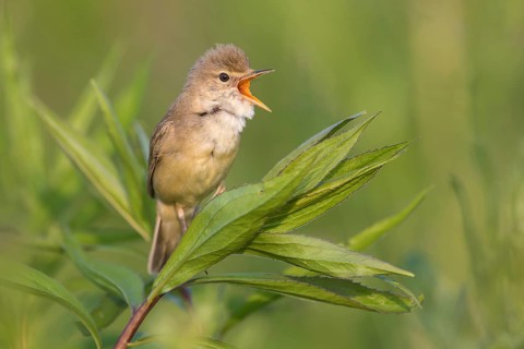 Marsh Warbler (Acrocephalus palustris) male singing, Poland, Europe