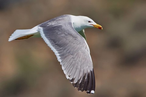 Armenian Gull (Larus armenicus) flying, Armenia, Asia