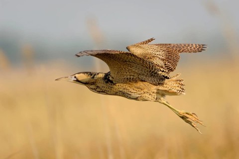 Eurasian Bittern (Botaurus stellaris) flying, Austria, Europe