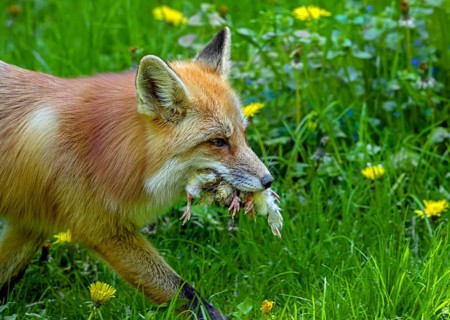 Red fox (Vulpes vulpes) running through meadow with mouthful of chicks after raiding chicken coop