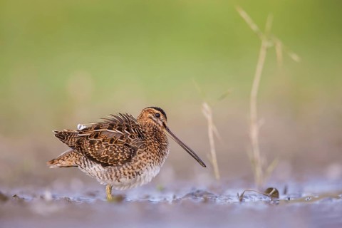 Common Snipe (Gallinago gallinago) foraging, Poland, Europe