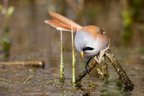 Bearded Reedling (Panurus biarmicus) male foraging in reedbed, Mecklenburg-Western, Pomerania,