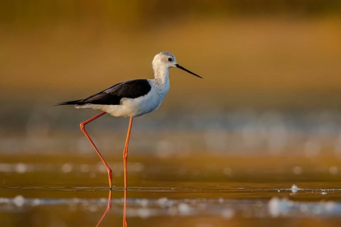 Black-winged Stilt (Himantopus himantopus) foraging, North Rhine-Westphalia, Germany, Europe