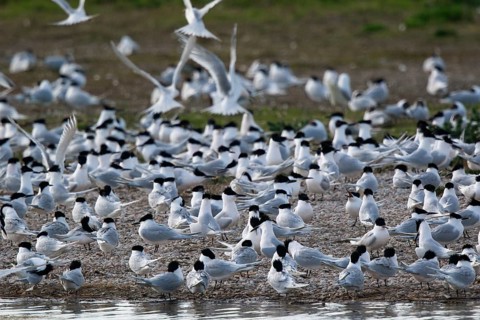 Sandwich Tern (Thalasseus sandvicensis) group, Netherlands