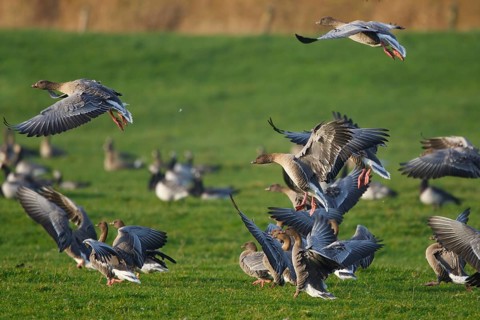 Pink-footed Goose (Anser brachyrhynchus), Friesland, Netherlands