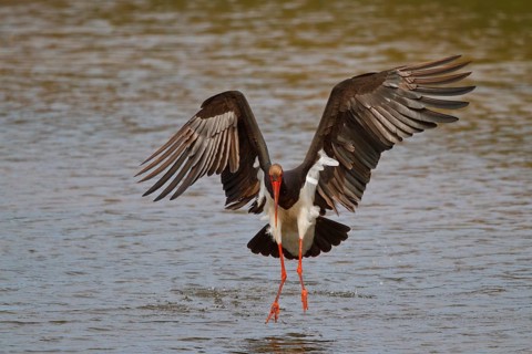 Black Stork (Ciconia nigra) foraging, Greece, Europe