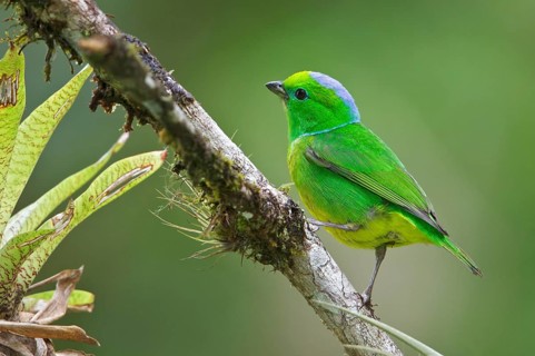 Golden-browed Clorophonia (Chlorophonia callophrys) perched on a branch in Costa Rica, Central