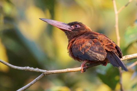 Purus Jacamar (Galbalcyrhynchus purusianus) perched on a branch in Manu National Park, Peru, South