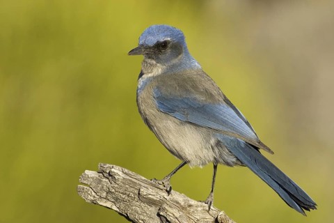 California Scrub Jay (Aphelocoma californica), Utah, USA, North America