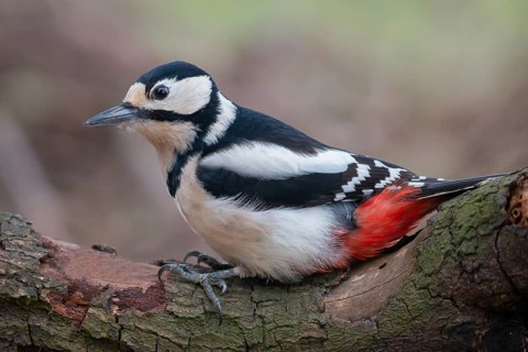 Great Spotted Woodpecker (Dendrocopos major) female, Lower Saxony, Germany, Europe