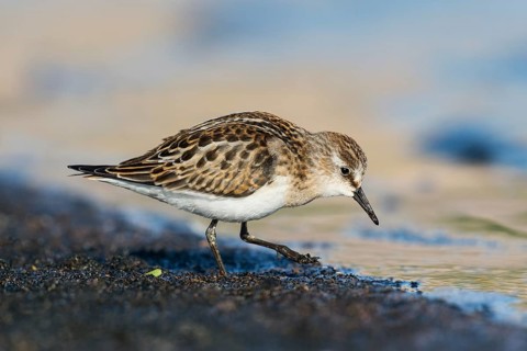 Little Stint (Calidris minuta) foraging, Eilat, Israel, Asia