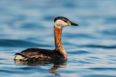 Red-necked Grebe (Podiceps grisegena), Eilat, Israel, Asia