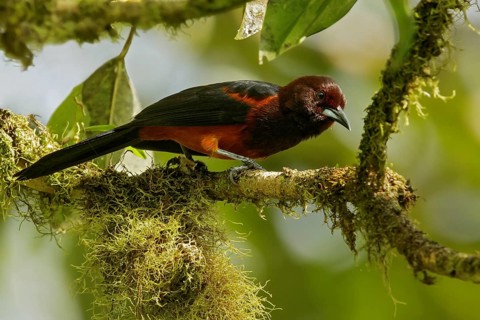 Martinique oriole (Icterus bonana) perched on a branch on the Caribbean Island of Martinique