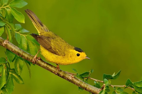 Wilson's Warbler (Cardellina pusilla), Texas, USA, North America