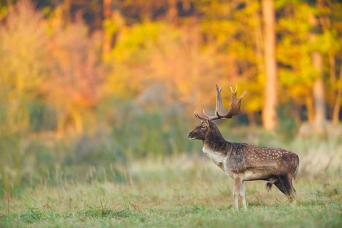 Damhirsch, Dama dama Fallow Deer, Dama dama