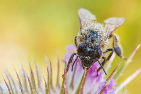 Westliche Honigbiene, Apis mellifera Western Honey Bee, Apis mellifera