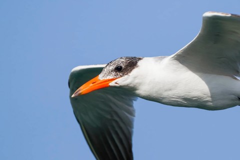 Caspian Tern (Hydroprogne caspia) flying, Oman, Asia