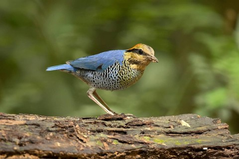 Blue Pitta (Hydrornis cyaneus) male perched on an old tree trunk, Kaeng Krachan, Thailand, Asia