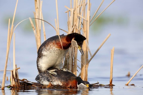 Red-necked Grebe (Podiceps grisegena) pair mating, Mecklenburg-Western Pomerania, Germany, Europe
