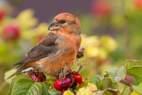 Common Crossbill - Fichtenkreuzschnabel - Loxia curvirostra ssp. curvirostra, Germany, adult male,