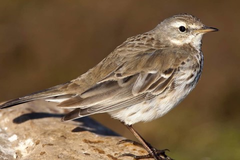 Water Pipit (Anthus spinoletta), Castile-La Mancha, Spain, Europe