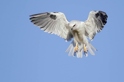 Black-shouldered Kite (Elanus axillaris) flying, Western Australia, Australia, Oceania