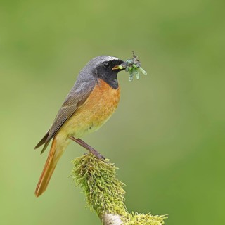 Redstart (Phoenicurus phoenicurus), male with caterpillars in beak on mossy branch, songbird,