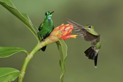 Green-crowned Brilliant (Heliodoxa jacula), Costa Rica, Central America