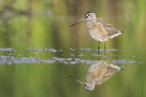 Short-billed Dowitcher (Limnodromus griseus), Ontario, Canada, North America