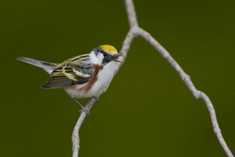 Chestnut-sided Warbler (Setophaga pensylvanica) singing, Ontario, Canada, North America