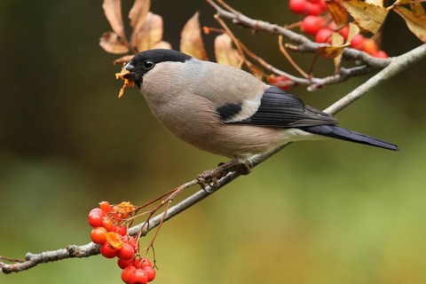 Eurasian Bullfinch (Pyrrhula pyrrhula) female, Lower Saxony, Germany, Europe