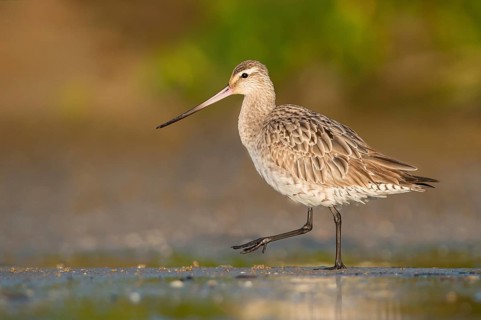 Bar-tailed Godwit (Limosa lapponica) foraging, Queensland, Australia, Oceania