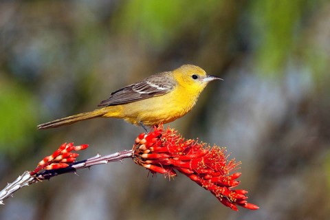 Hooded Oriole Icterus cucullatus Amado, Arizona, United States 16 April Adult Female Icteridae