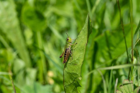 Great green bush cricket (locusta), grasshopper, on a leaf in a meadow, Tyrol, Austria, Europe