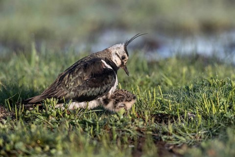 Lapwing (Vanellus vanellus) with young, Lower Saxony, Germany, Europe