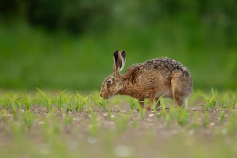 European brown hare (Lepus europaeus) adult animal feeding in a farmland maize field in summer,