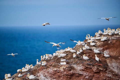 Northern gannet (Morus bassanus) flying over the cliffs, wildlife, Helgoland, Germany, Europe
