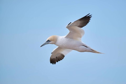 Northern gannet (Morus bassanus) flying in the sky, wildlife, Helgoland, Germany, Europe