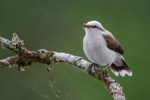 Masked Water Tyrant (Fluvicola nengeta) perched on a branch in the Atlantic rainforest of southeast