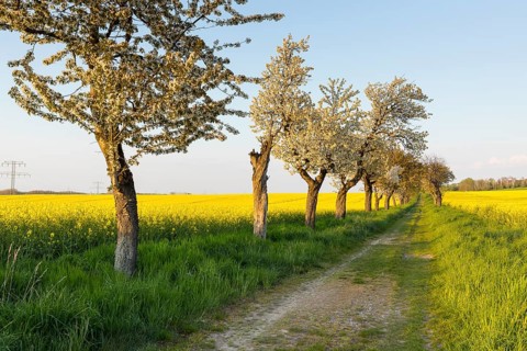 Alley with blossoming fruit trees between rape fields in bloom, field path near Wölkisch, Saxon