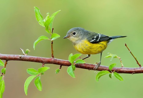 Magnolia Warbler (Setophaga magnolia), Texas, USA, North America