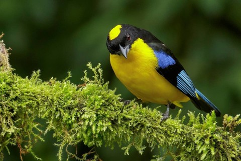 Blue-winged Mountain Tanager (Anisognathus somptuosus) perched on a branch in the Andes Mountains