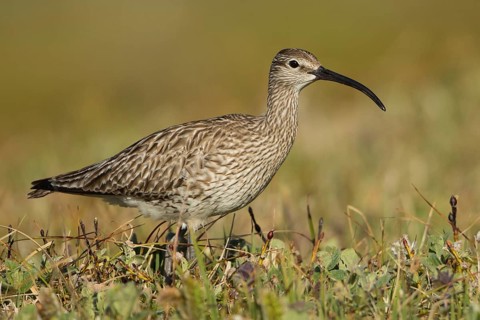 Whimbrel (Numenius phaeopus), Iceland, Europe