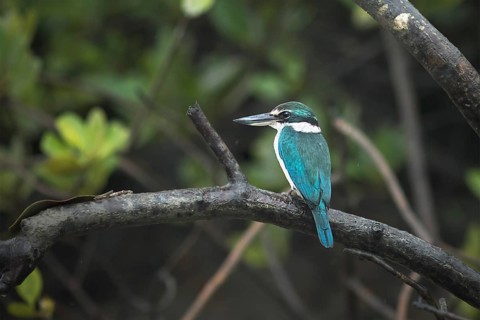 Collared Kingfisher (Todiramphus chloris) perched on a branch, West Bengal, India, Asia